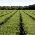 The Thriving Agricultural Industry in Charleston, SC