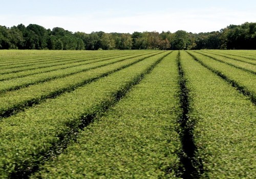 The Thriving Agricultural Industry in Charleston, SC